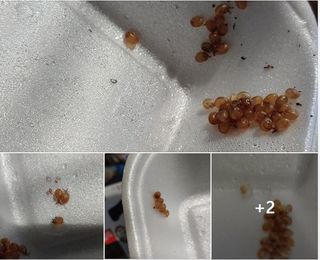 baby snails in styrofoam containers once hatched