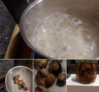 Cooking and processing Snails