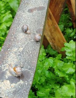 Feeding snails Layer Mash