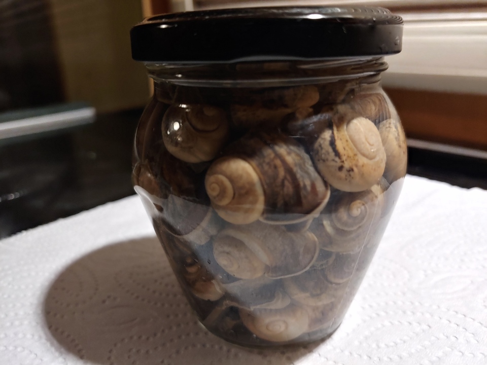 Processed snails 